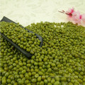 Size 3.0-4.0mm Green Mung Beans 2017 Agriculture Corp